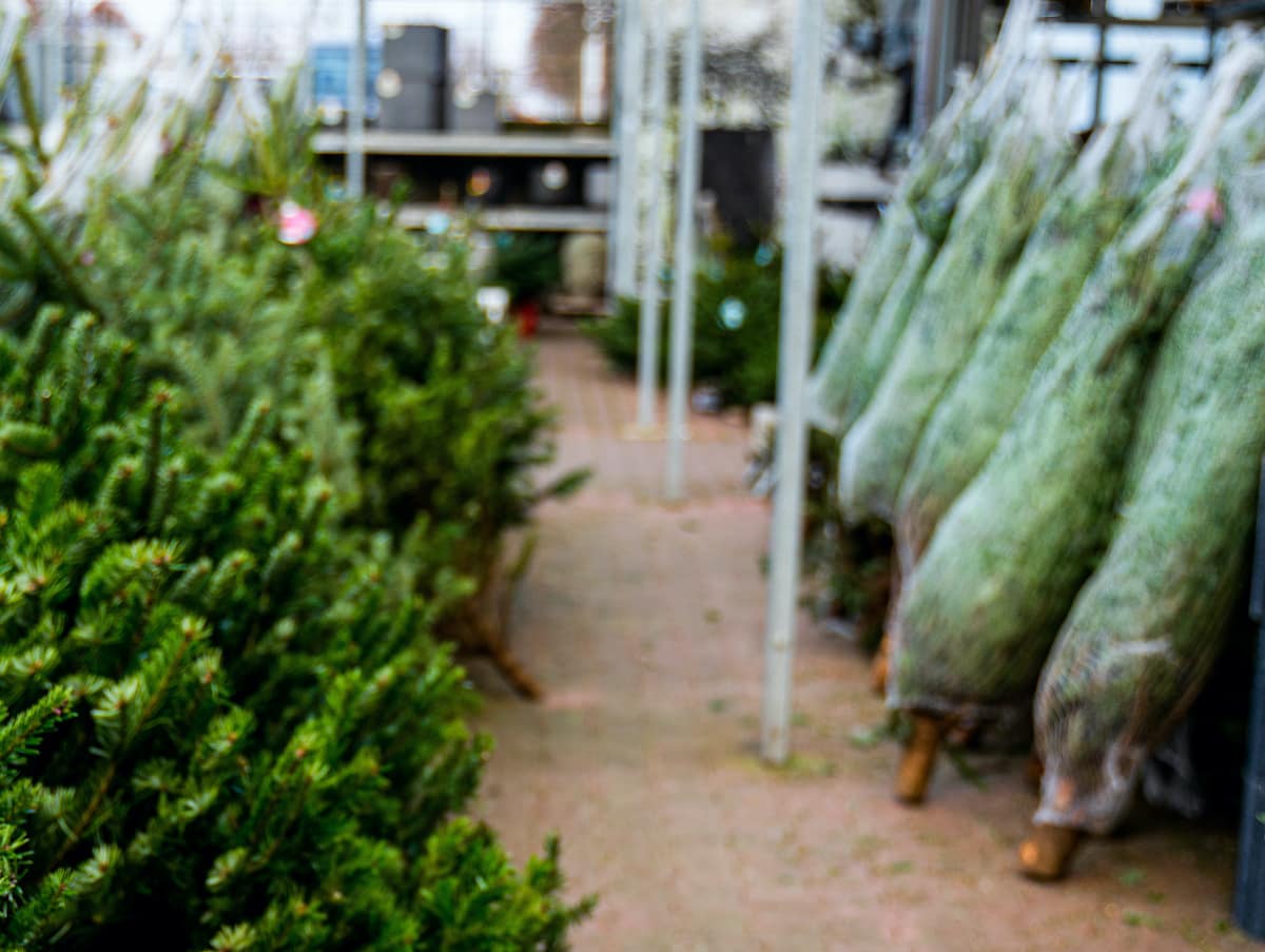christmas-trees